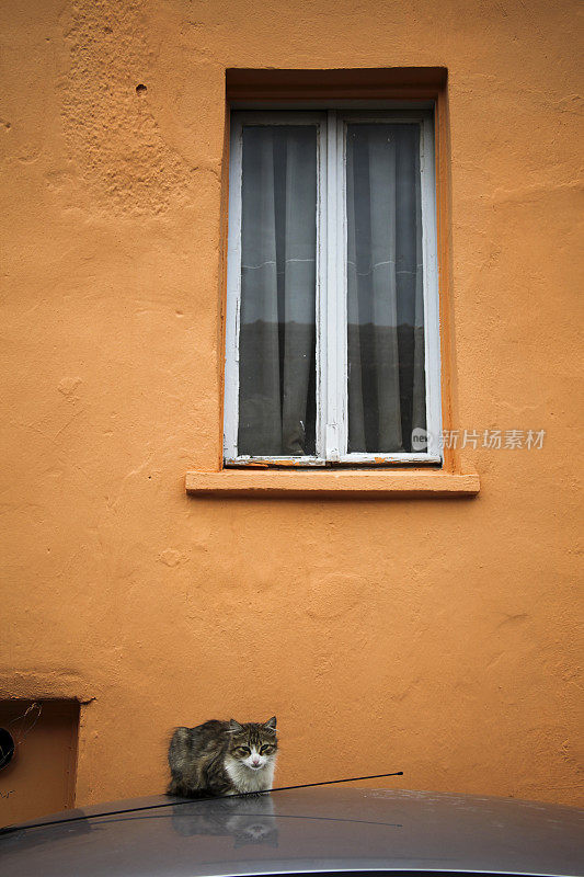 Orange wall and cat...